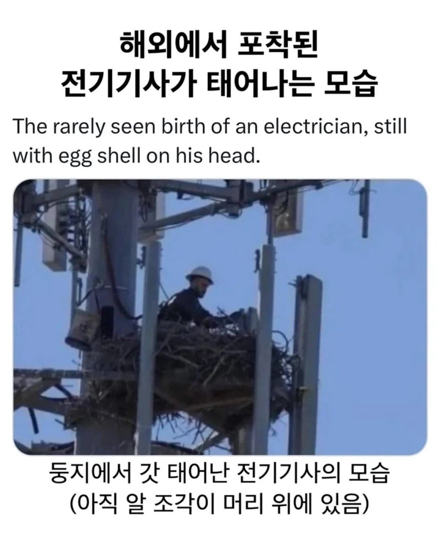 희귀)전기기사가 태어나는 모습이 해외에서 포착됨_1.webp