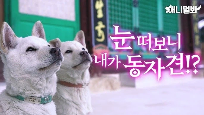 절에 사는 강아지들 엄청 행복할것 같음_2.webp