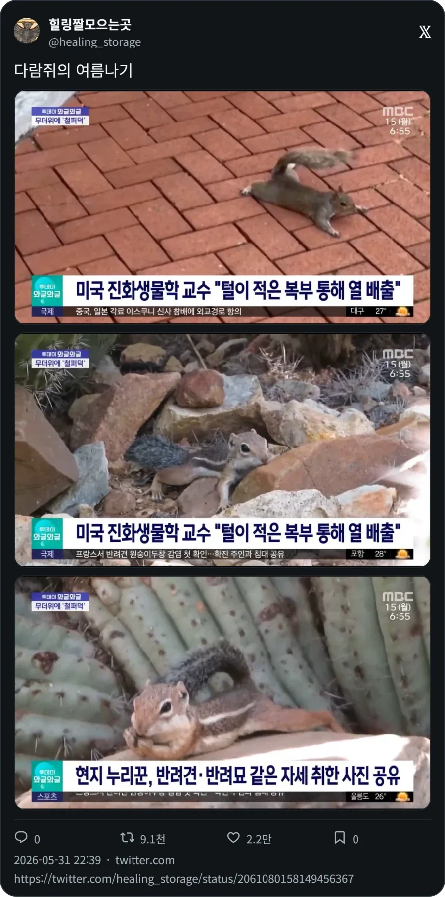 다람쥐의 여름나기_1.webp