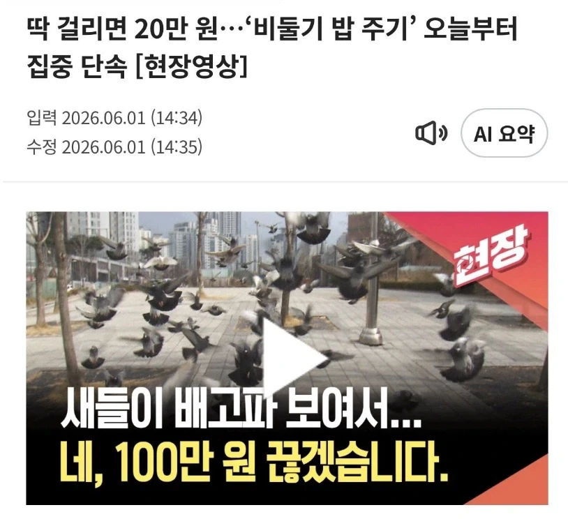 이제 ㅈ됐다는 비둘기 먹이주는 사람들_1.webp