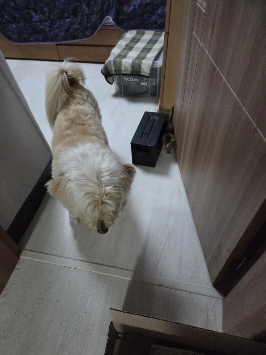 고양이-공포_2.webp