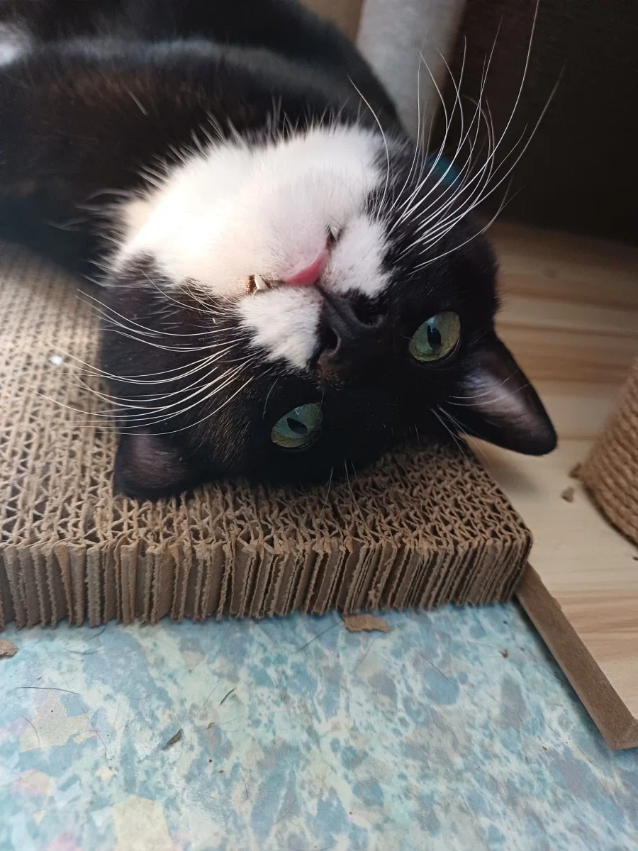 무슨무슨 법을 준수한 우리집 막내 냥이 사진_2.webp