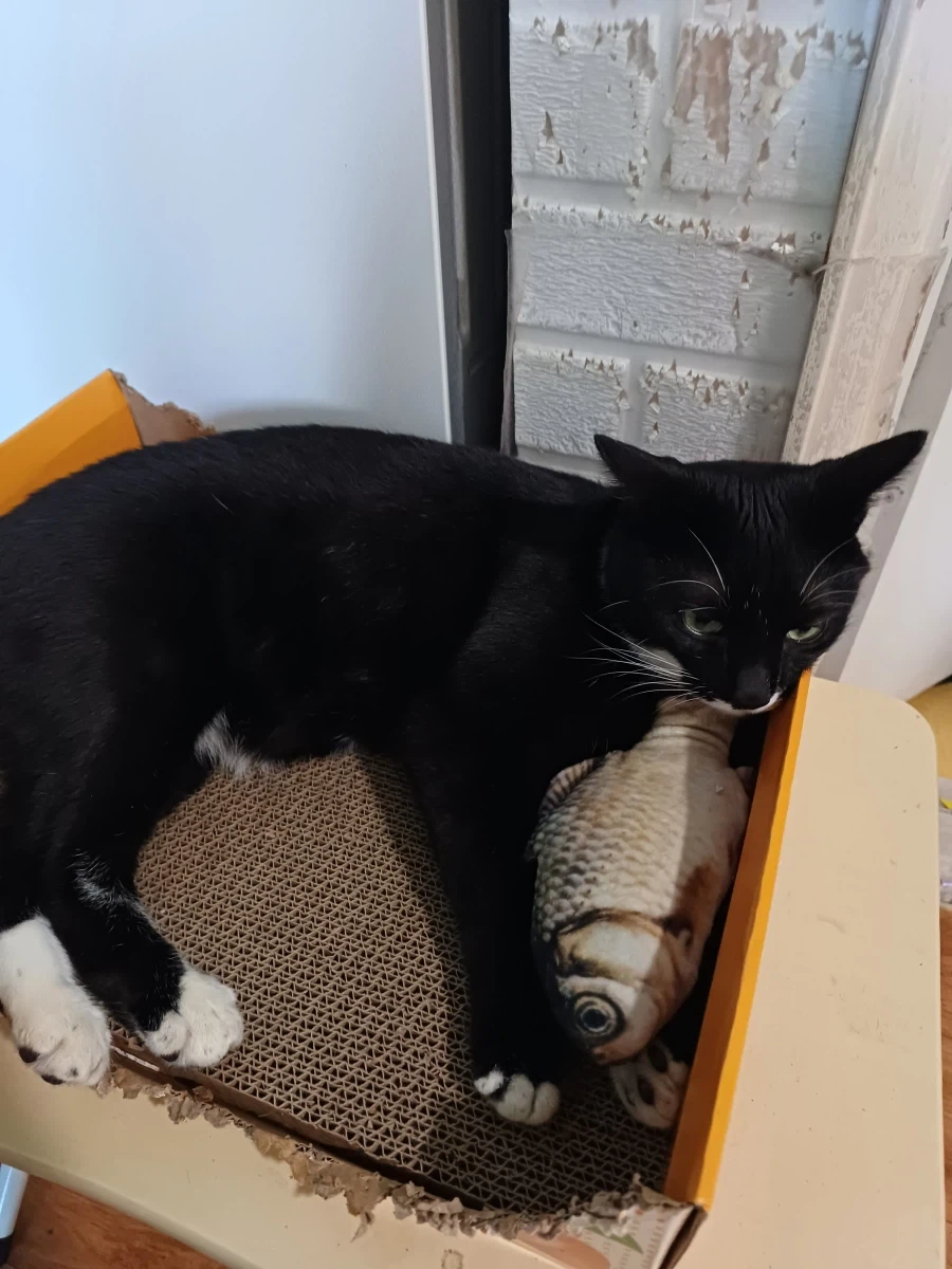 무슨무슨 법을 준수한 우리집 막내 냥이 사진_4.webp
