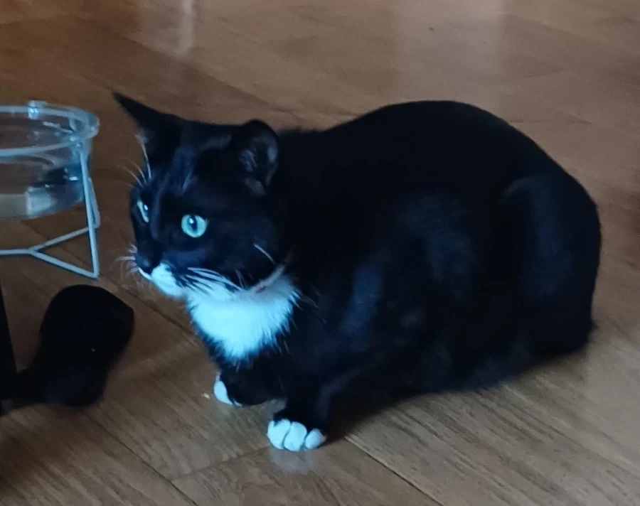 무슨무슨 법을 준수한 우리집 막내 냥이 사진_9.webp