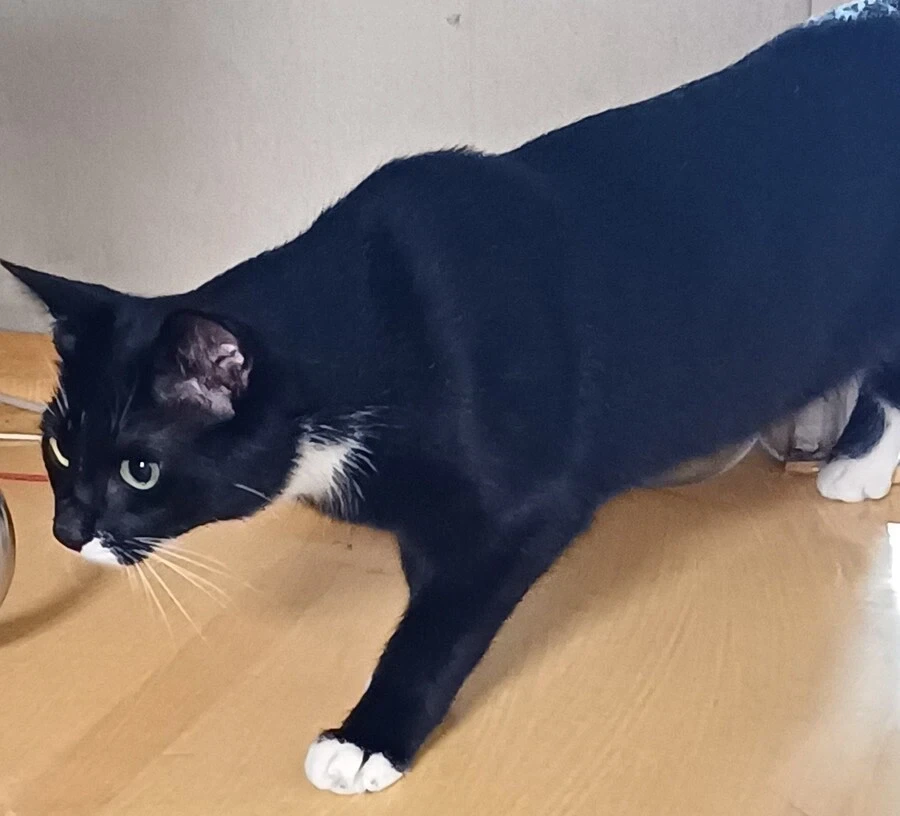 무슨무슨 법을 준수한 우리집 막내 냥이 사진_10.webp