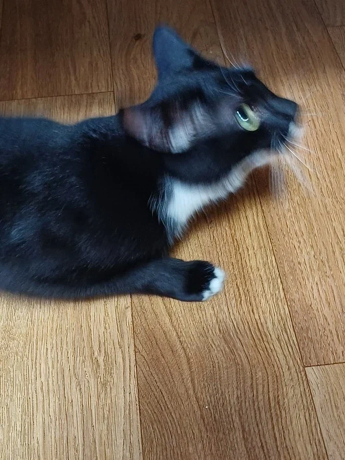 무슨무슨 법을 준수한 우리집 막내 냥이 사진_13.webp
