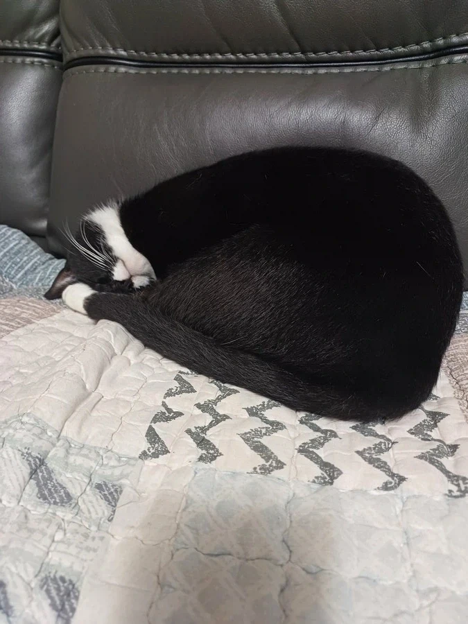 무슨무슨 법을 준수한 우리집 막내 냥이 사진_14.webp