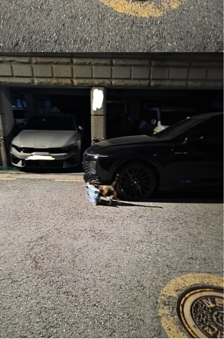 로CAT배송.JPG_2.webp