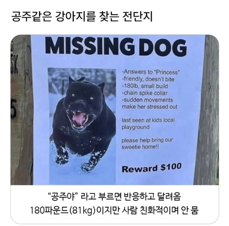 잃어버린 우리 강아지