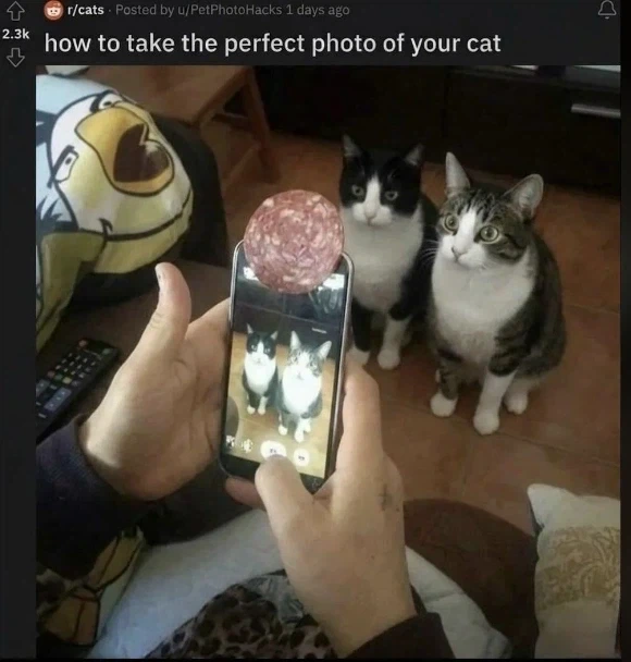 고양이 사진 잘 찍는 법_1.webp