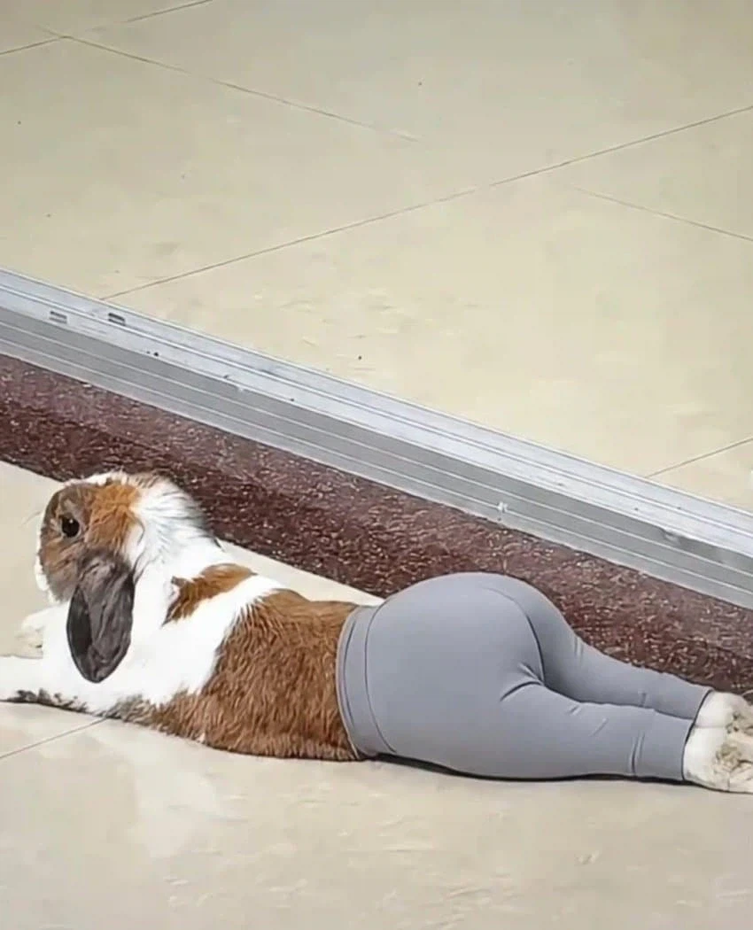 바니바니 진짜 바니_2.webp