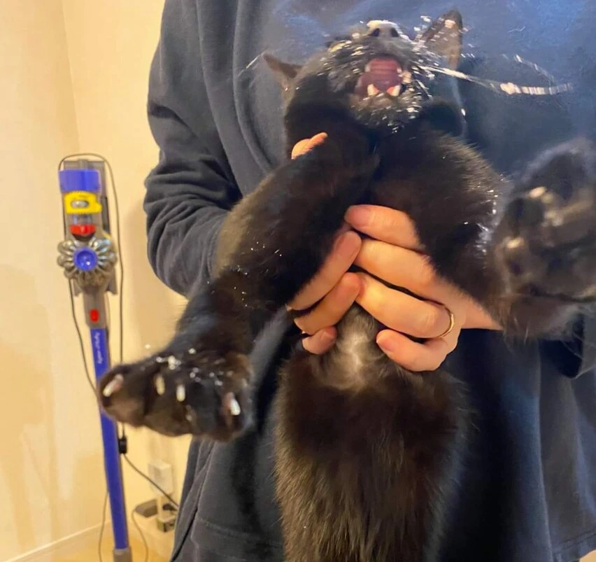 고양이 전용 케이크_4.png