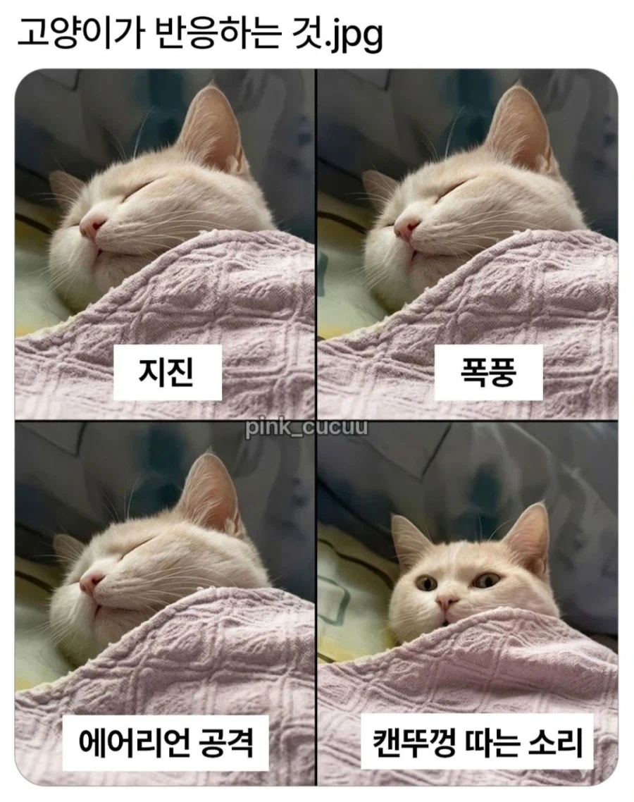 고양이가 반응하는 소리_1.webp