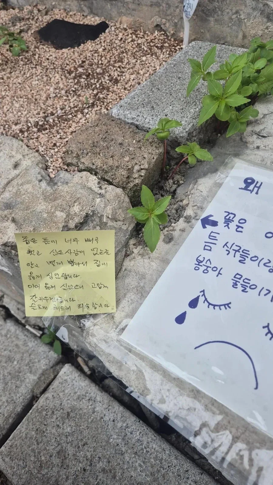 ? : 아ㅋㅋ 심은 사람 없는 줄 알았다니까요~_2.webp
