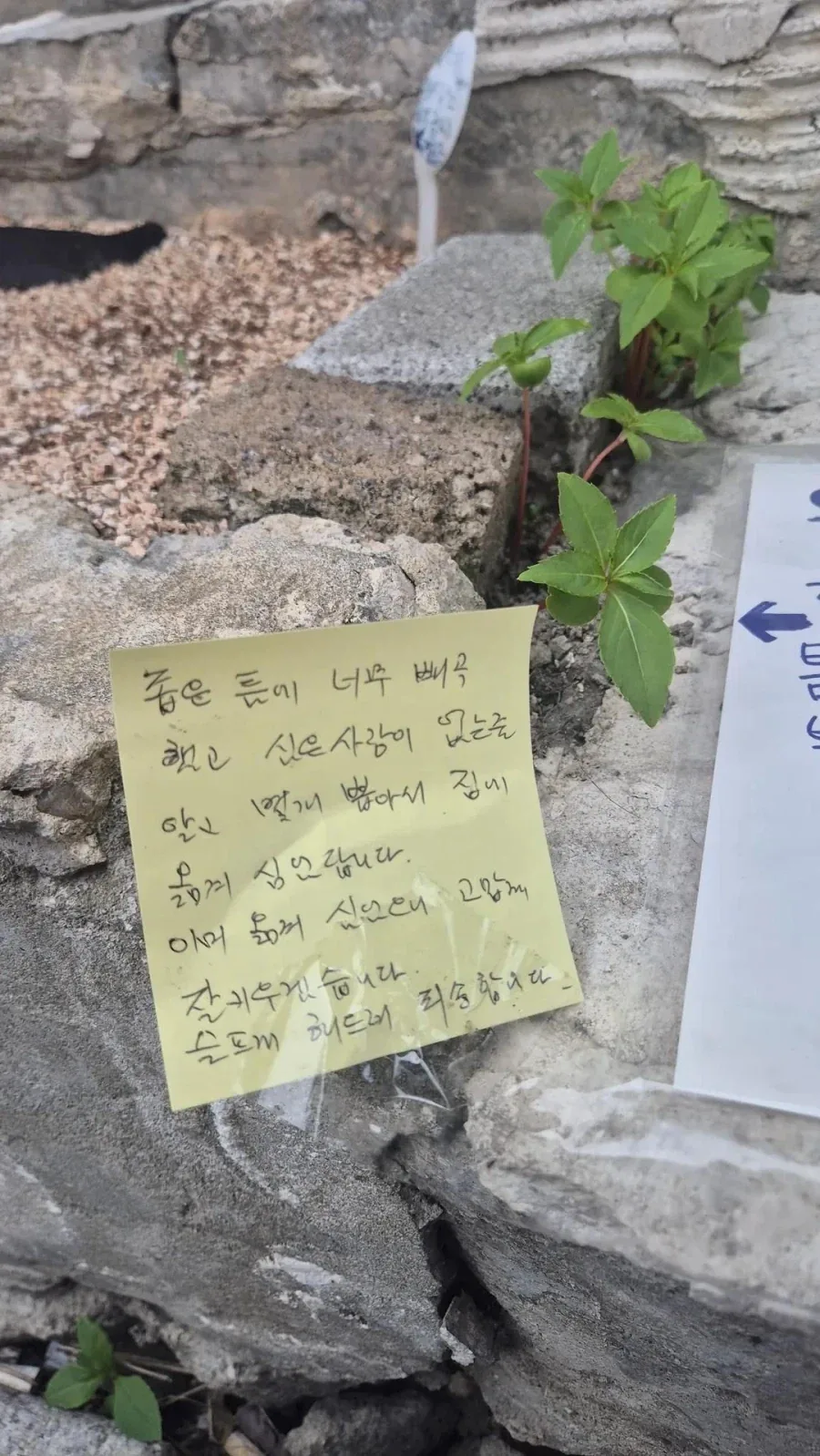 ? : 아ㅋㅋ 심은 사람 없는 줄 알았다니까요~_3.webp
