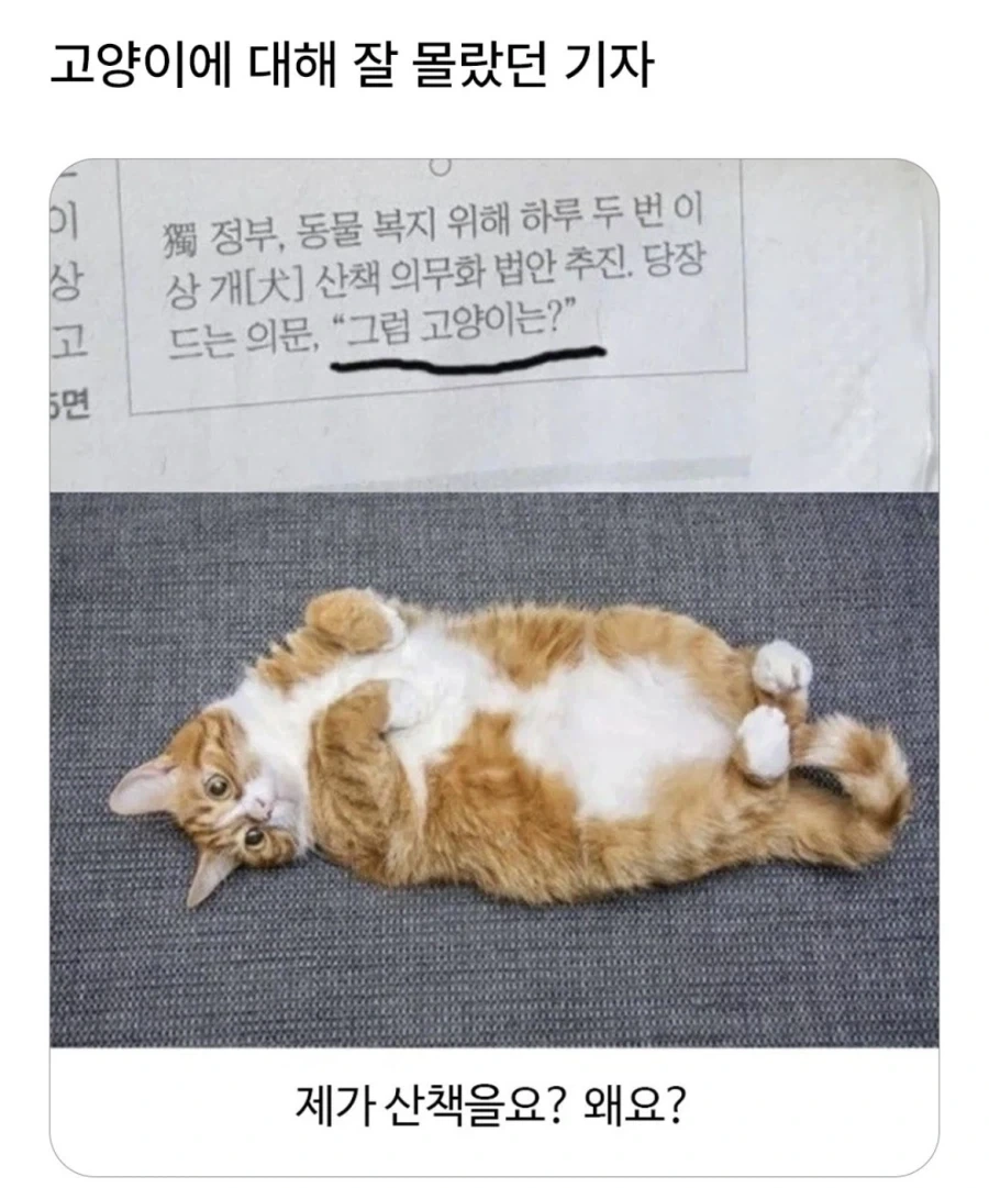 그럼 고양이는?_1.webp