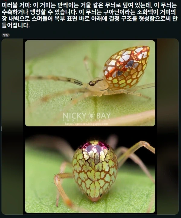미러볼 거미_1.webp