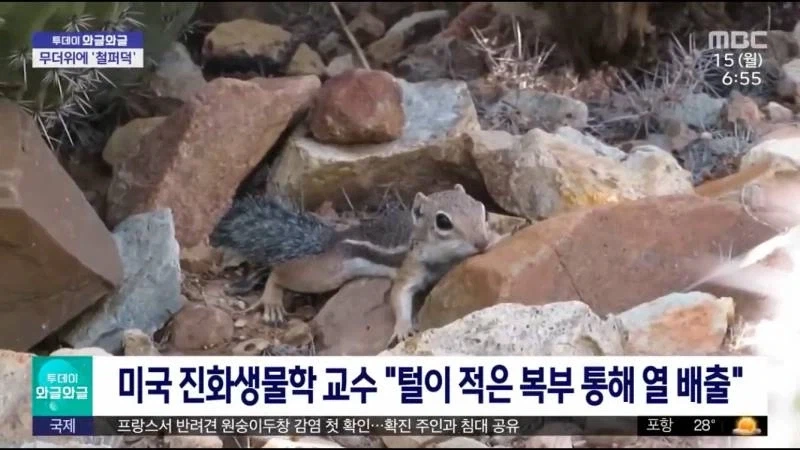 다람쥐가 더울때 하는 일.jpg_1.webp
