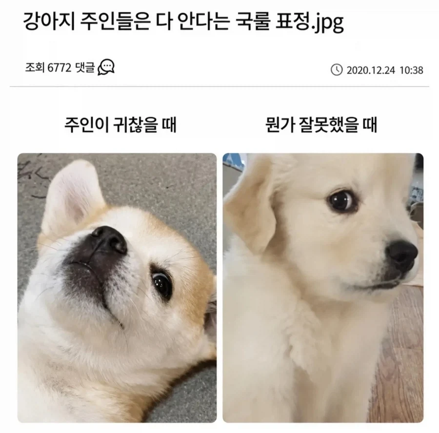 강아지 키워본 사람은 안다는 강아지 표정.jpg_1.webp