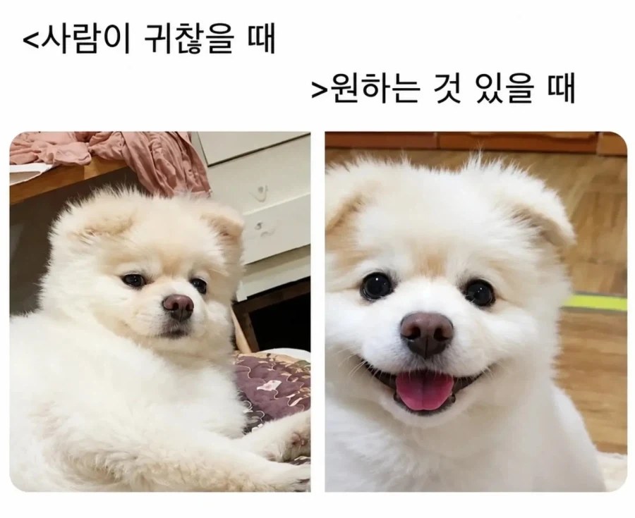 강아지 키워본 사람은 안다는 강아지 표정.jpg_2.webp