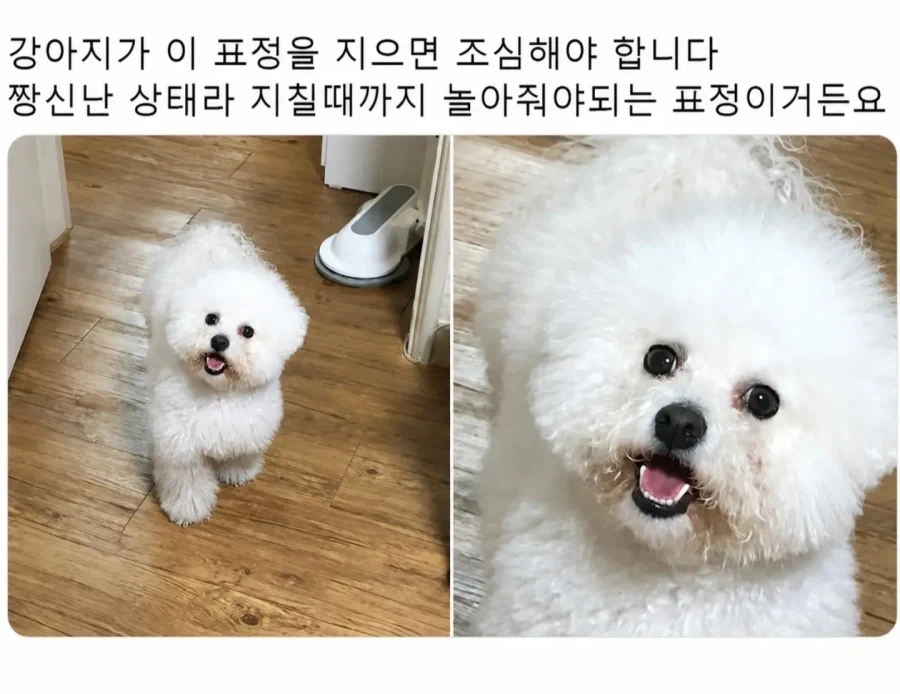 강아지 키워본 사람은 안다는 강아지 표정.jpg_3.webp