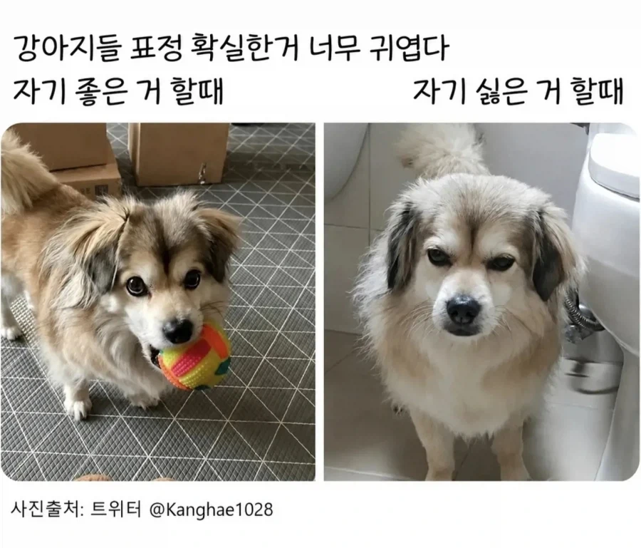 강아지 키워본 사람은 안다는 강아지 표정.jpg_4.webp