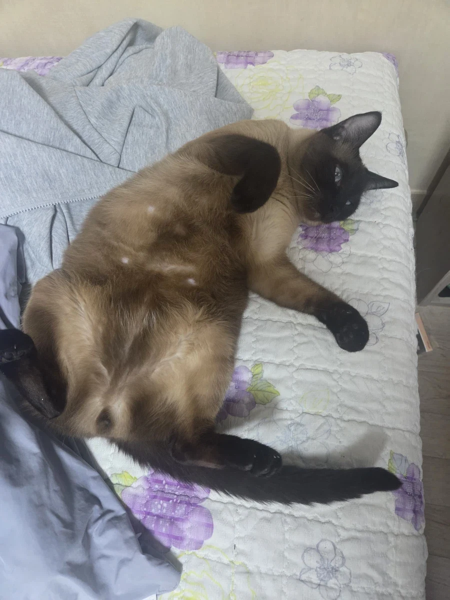 질투하는 고양이가 보고 싶어서 고양이 카페도 가보고 댕댕이도 만져봤다..._4.webp