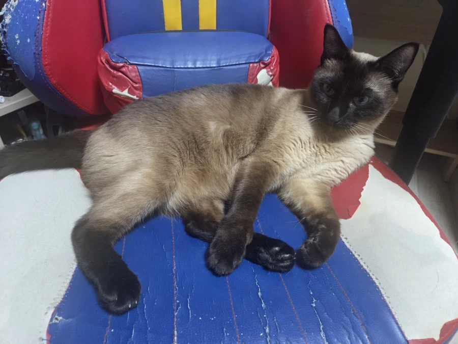 질투하는 고양이가 보고 싶어서 고양이 카페도 가보고 댕댕이도 만져봤다..._5.webp