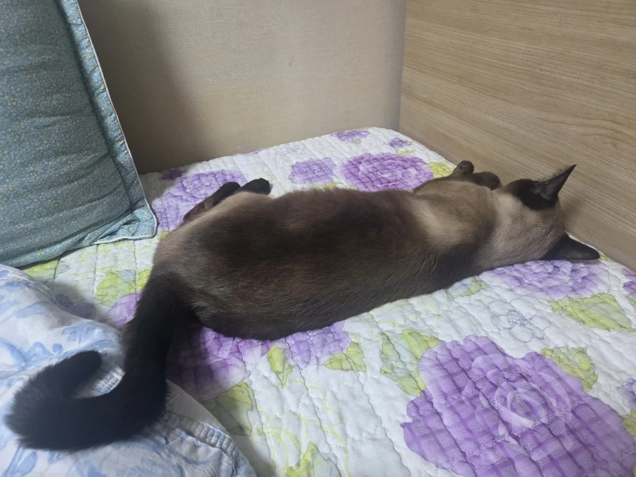 질투하는 고양이가 보고 싶어서 고양이 카페도 가보고 댕댕이도 만져봤다..._7.webp