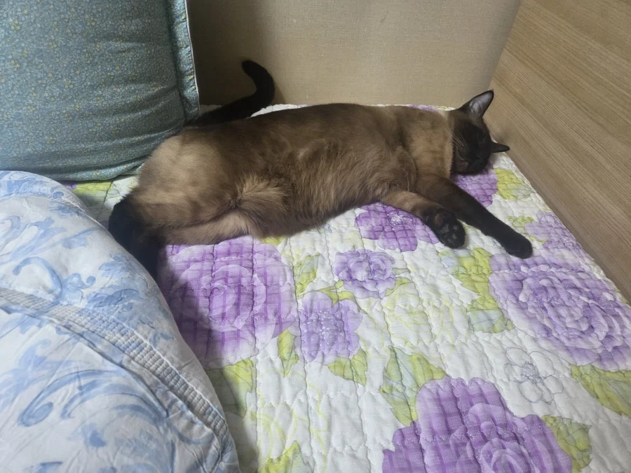 질투하는 고양이가 보고 싶어서 고양이 카페도 가보고 댕댕이도 만져봤다..._8.webp