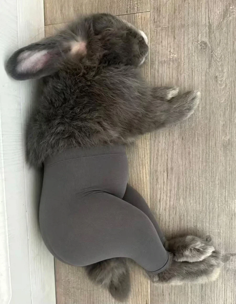 토끼에게 레깅스를 입히면 안되는 이유_2.webp