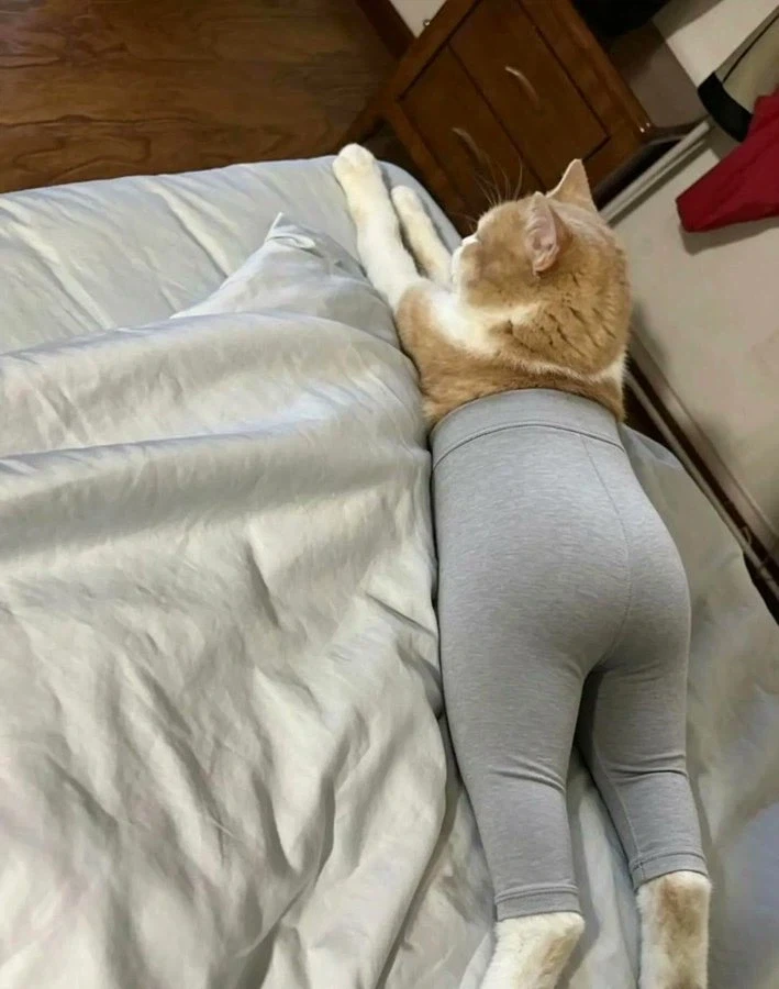요가팬츠 고양이_1.webp