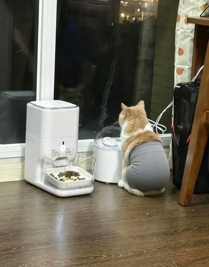 요가팬츠 고양이_2.webp