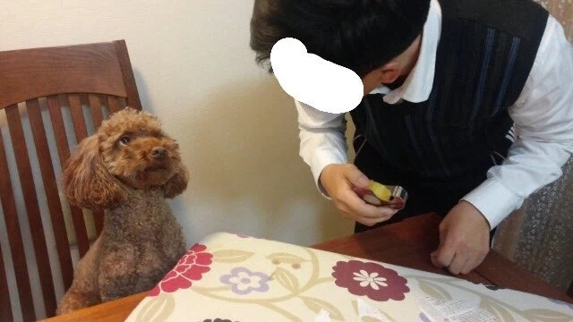 아버지가 목사인데 개가 성경책 찢어먹음.jpg_4.webp