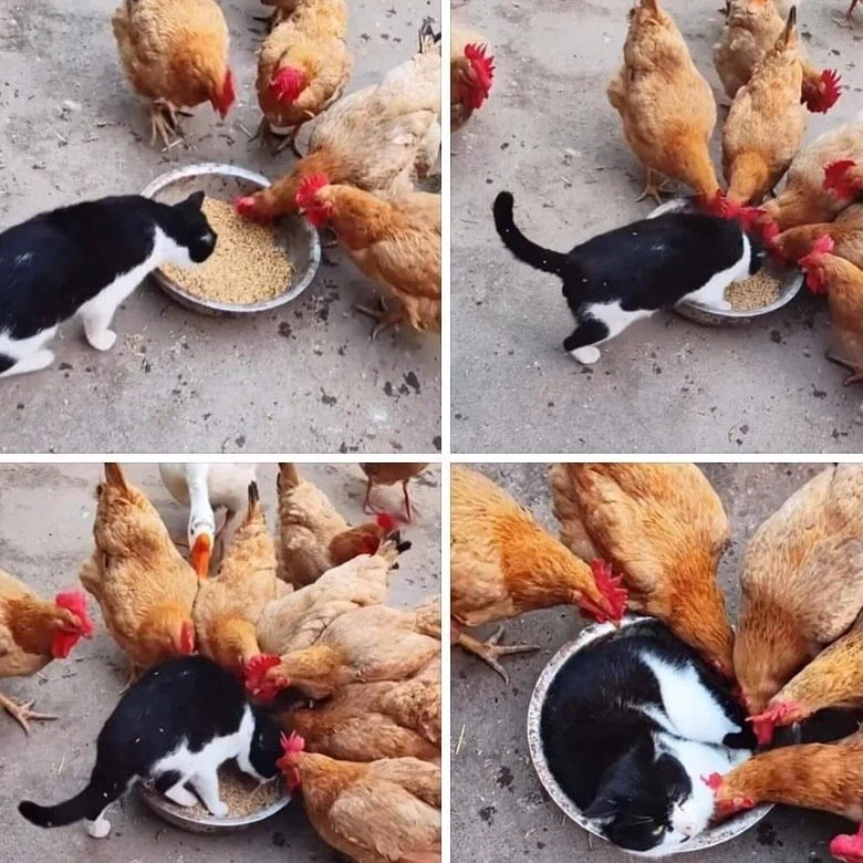 밥상에 드러눕는 고양이_1.webp