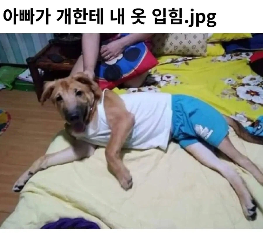 아빠가 개한테 내 옷 입힘_1.webp