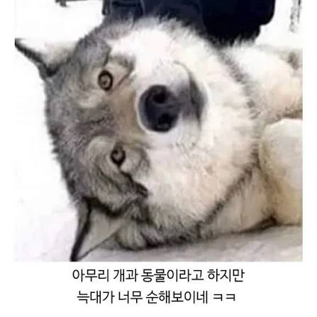 무시무시한 늑대 몇장_6.webp
