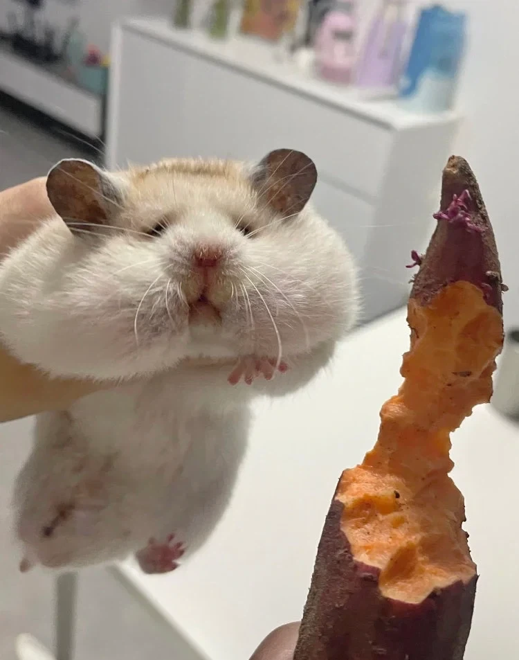 매일밤 고구마 훔쳐먹은 쥐새끼.jpg_2.webp