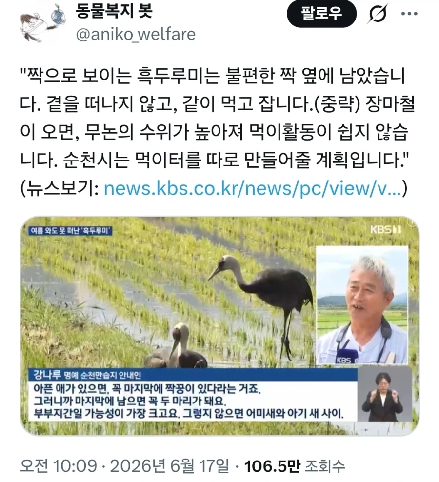 날개 다친 짝궁 곁을 지켜준 흑두루미_1.webp
