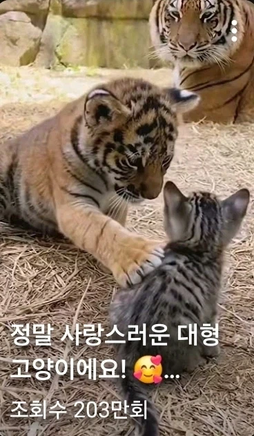 정말 사랑스러운 대형 고양이!_1.webp