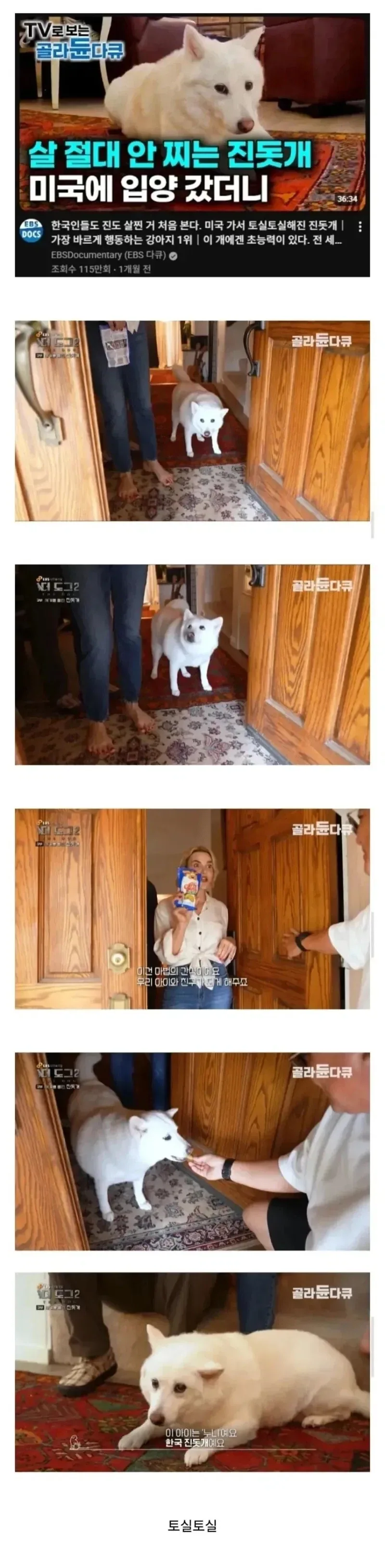 진돗개는 절대 살 안 찜_1.webp