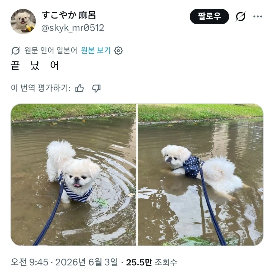견주들 ㄹㅇ 숨 넘어가는 산책_1.webp