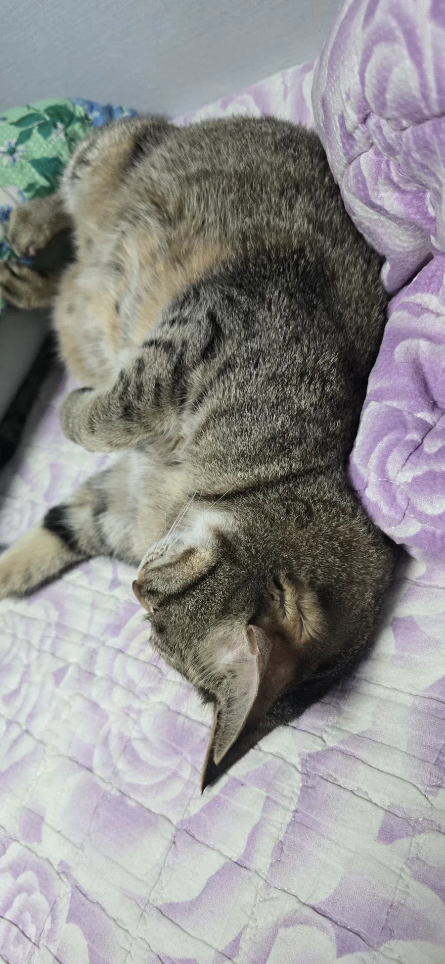 고양이특 아무것도 안함_8.webp
