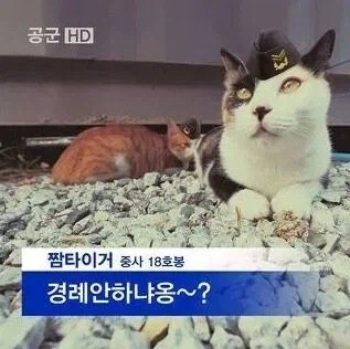 고대 로마군과 고양이 이야기_6.webp