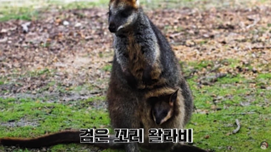 자궁이 2개 질이 3개인 동물.jpg_1.webp