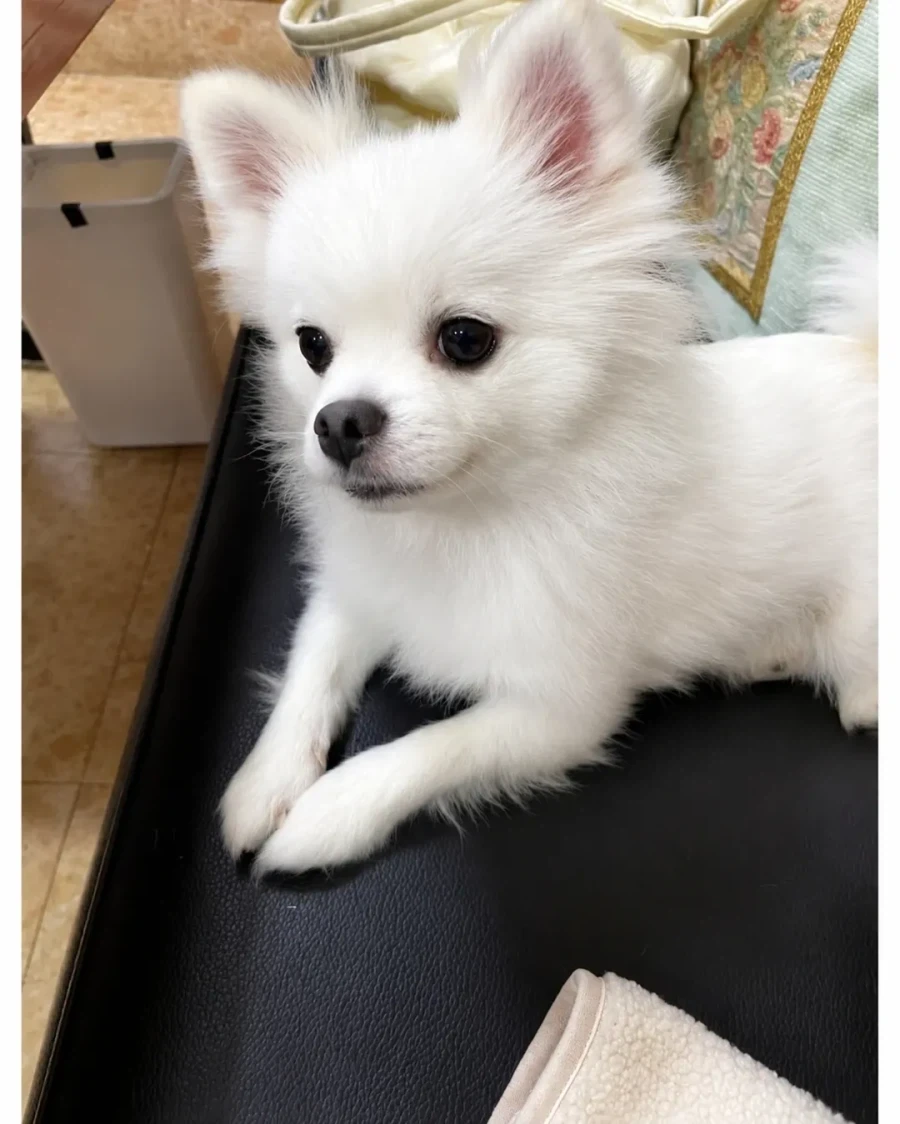 혼밥하면 강아지가 앞에 앉아준다는 밥집_7.webp