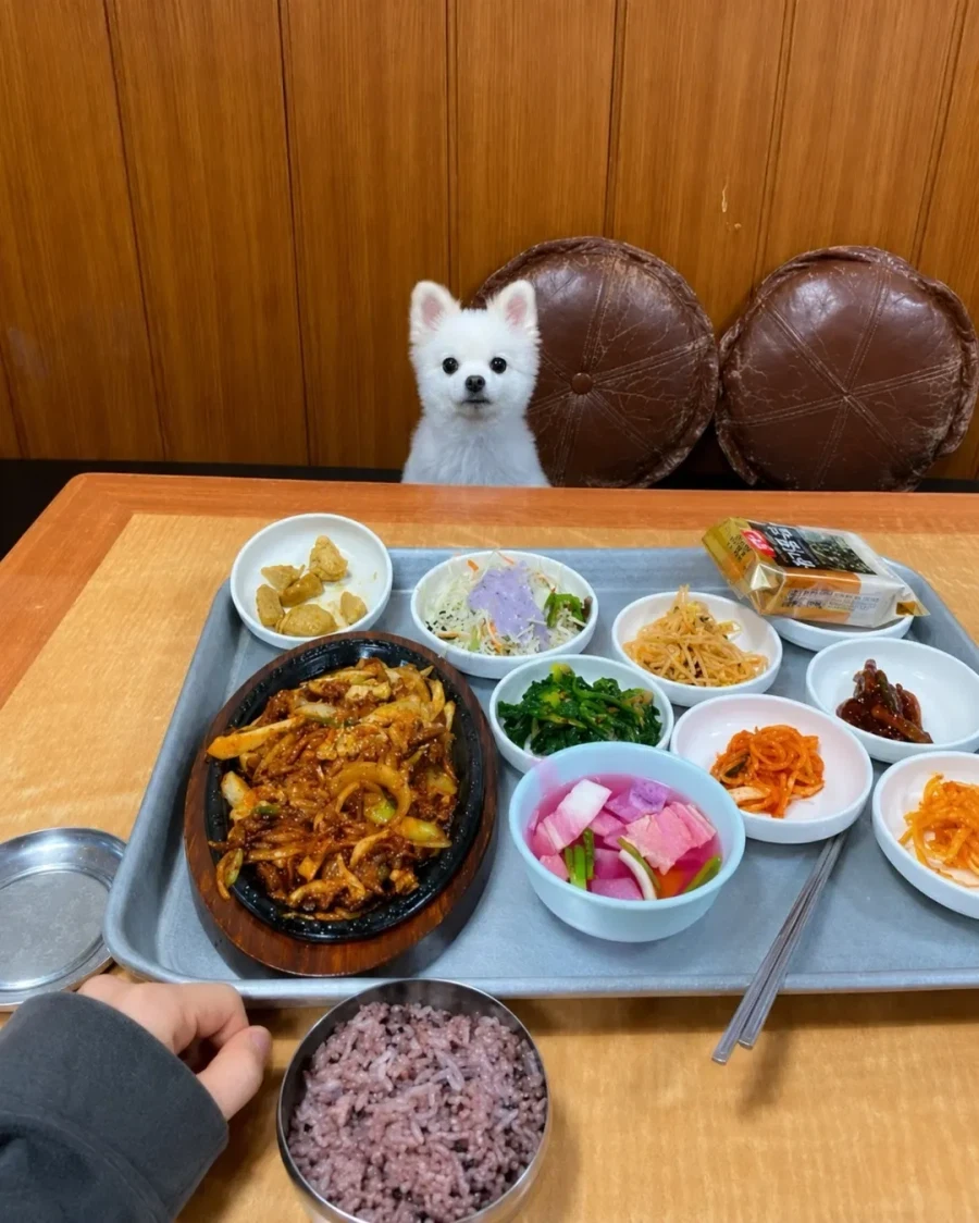 혼밥하면 강아지가 앞에 앉아준다는 밥집_11.webp