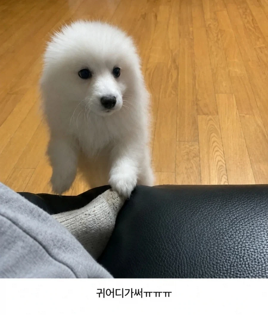 반가우면 민머리되는 댕댕이들_2.webp