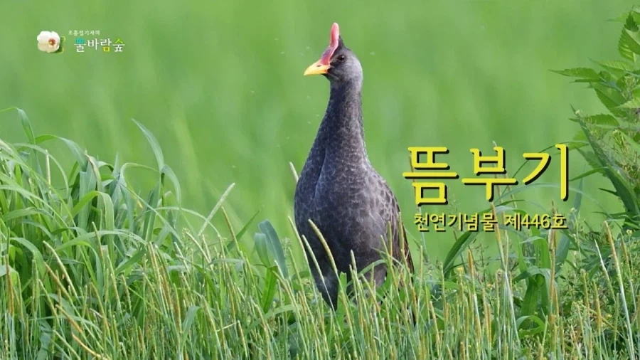 트릭컬)천연멜론주는 니펠 대표 이미지