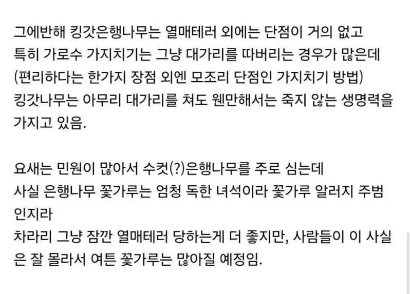 은행나무가 가로수로 가장 좋은 이유_6.webp